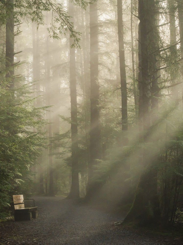 Misty Forest Sun Rays