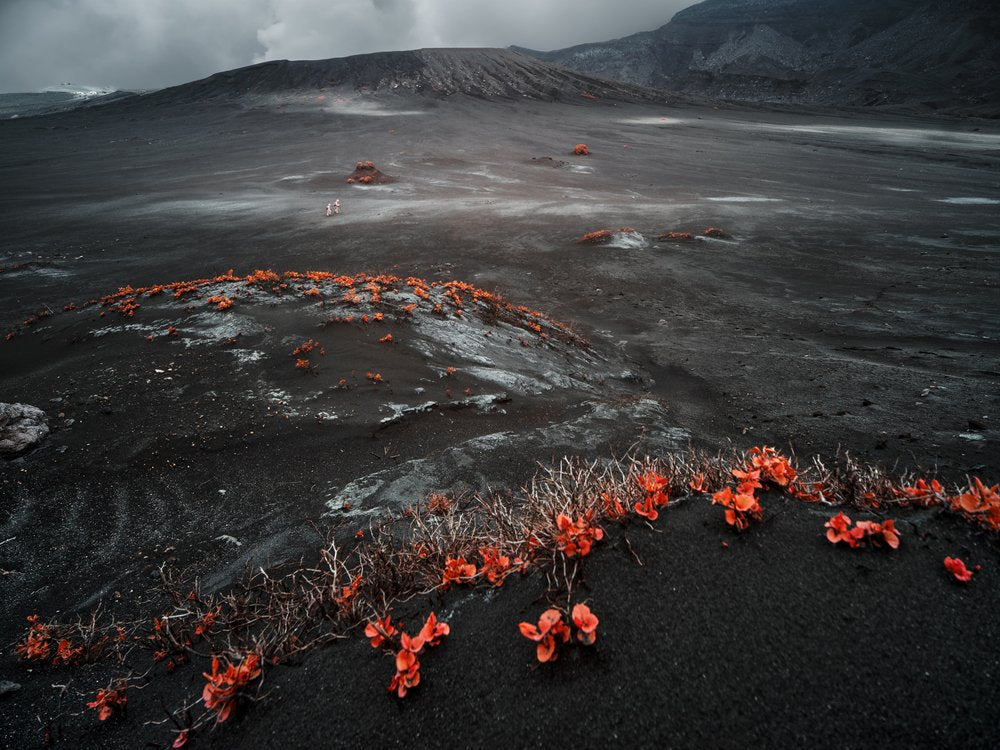 Orange Life on Black Volcano