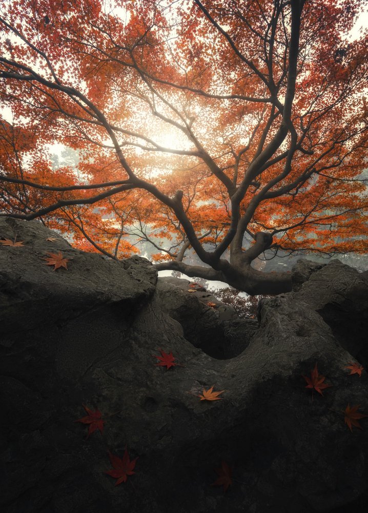 Autumn Sunlight Glow