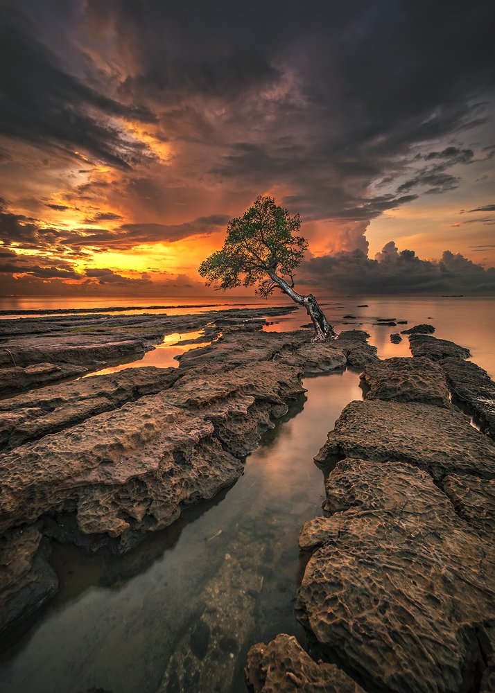 Fiery Sunset Lone Tree