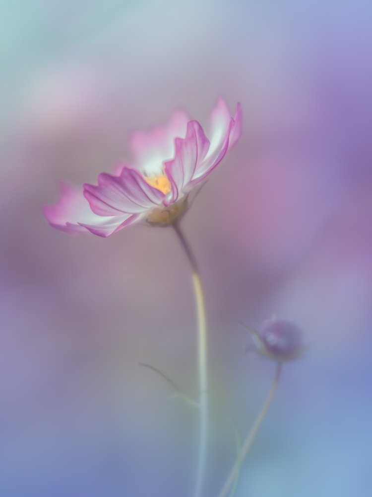 Soft Pink Cosmos
