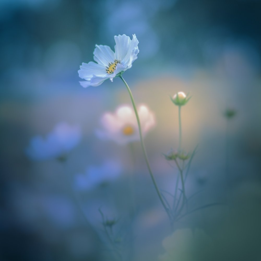 Dreamy White Cosmos