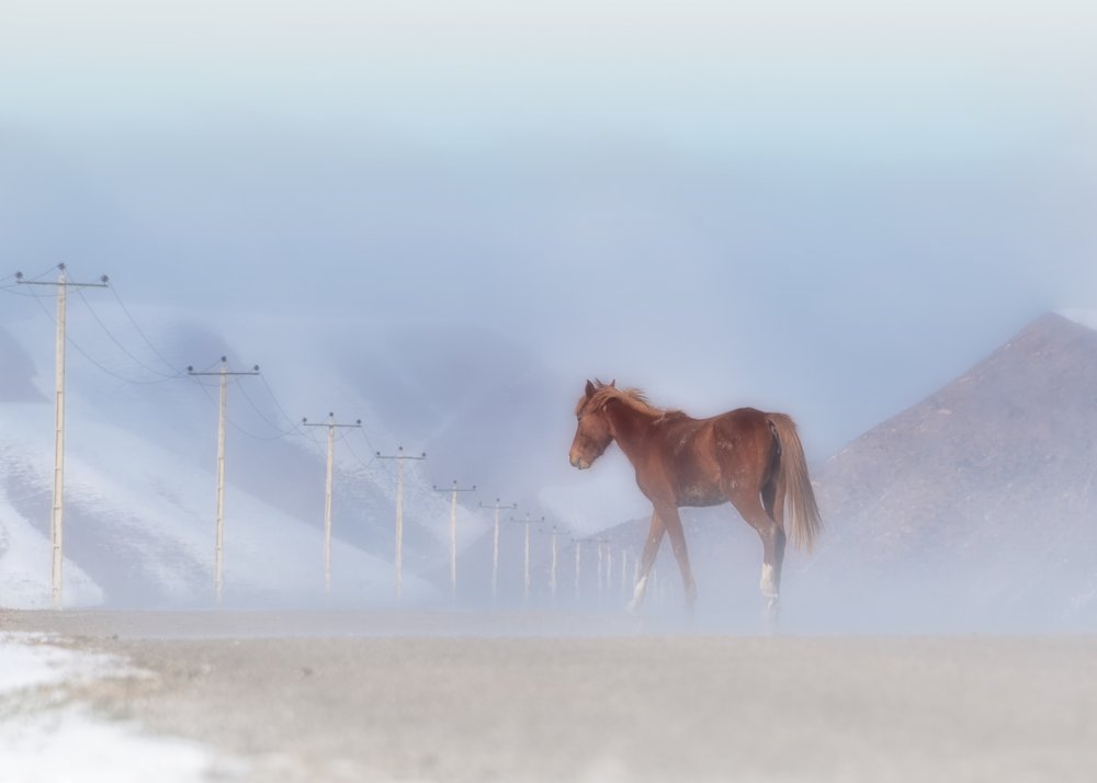 Misty Winter Horse