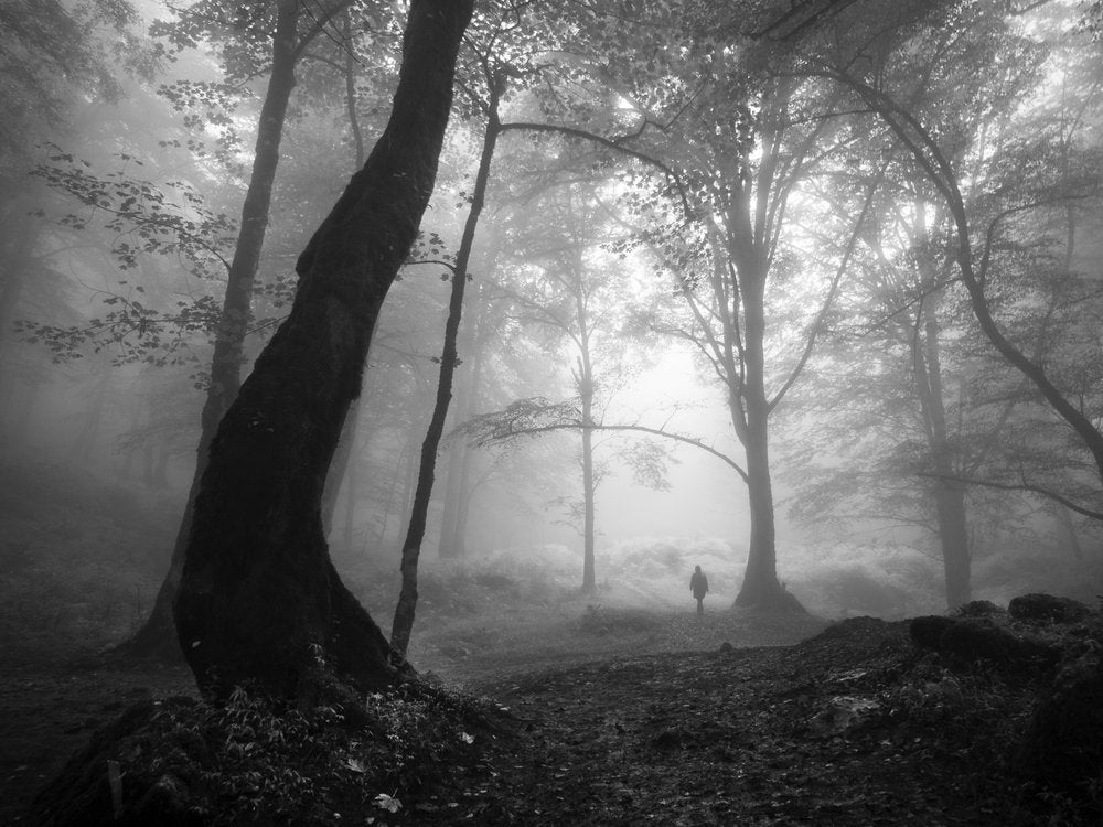 Misty Forest Solitude