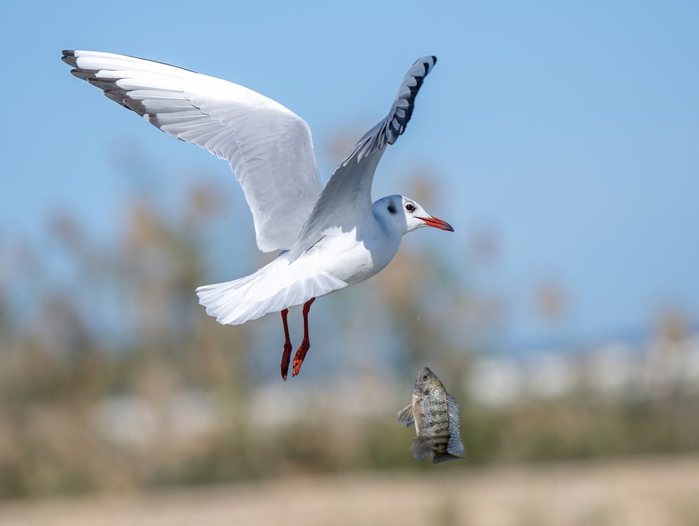Seagull's Dynamic Catch