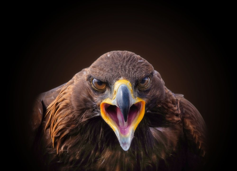 Screaming Golden Eagle