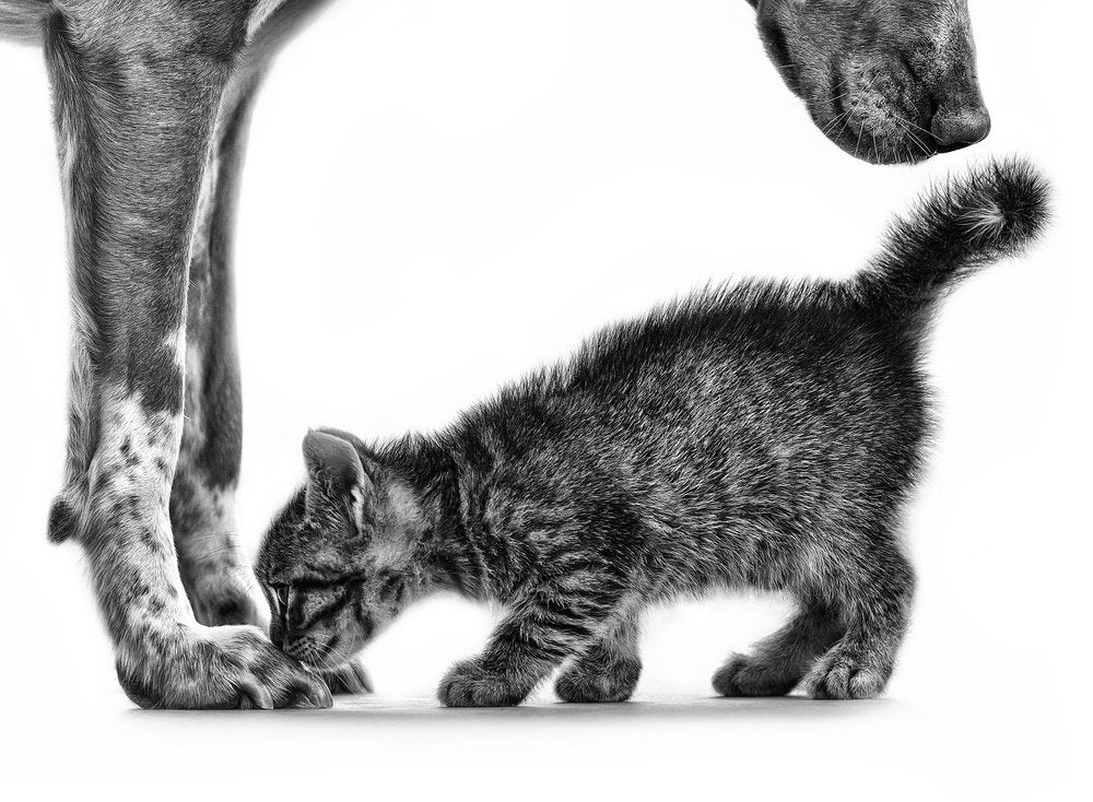 Gentle Dog Kitten
