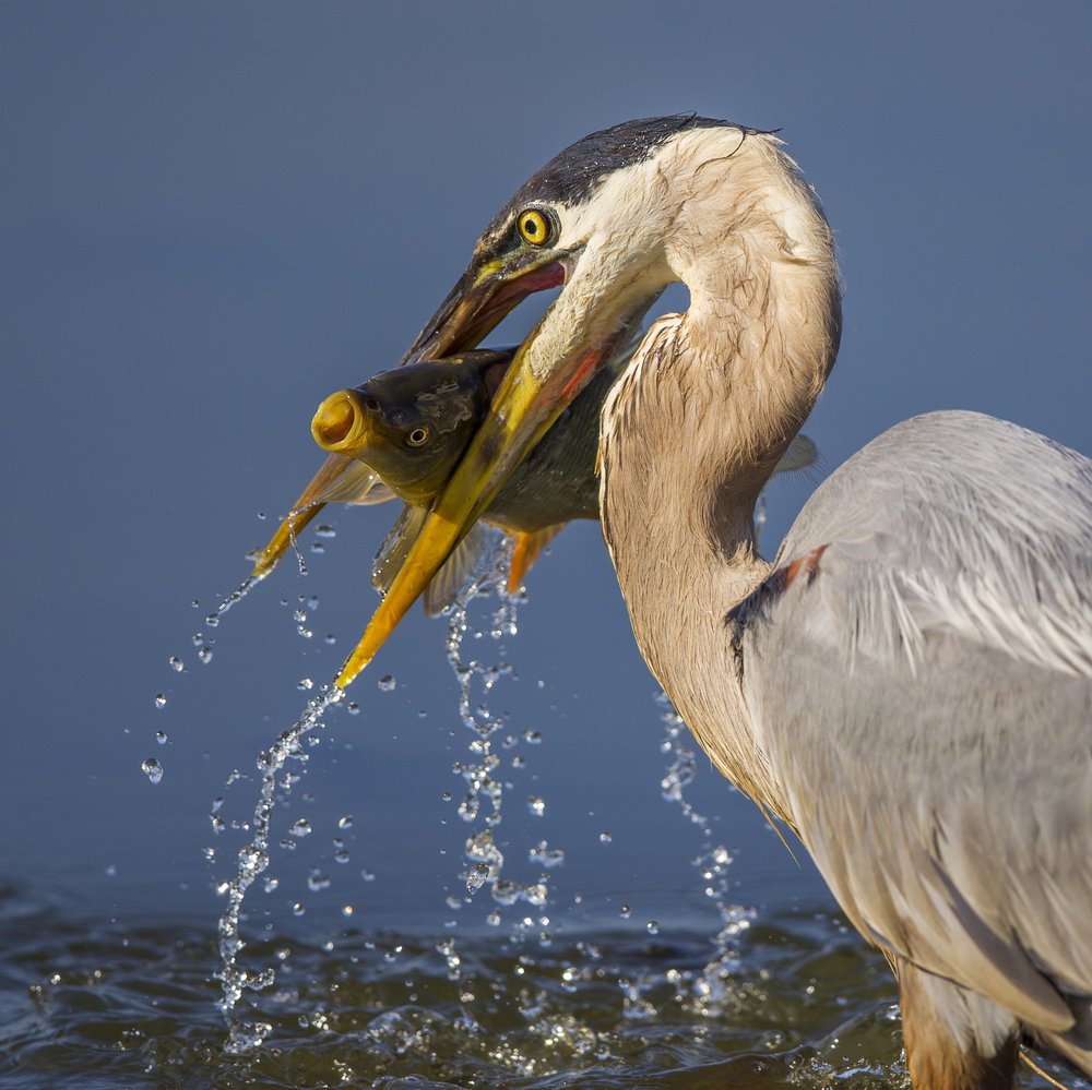 Heron Catches Big Fish