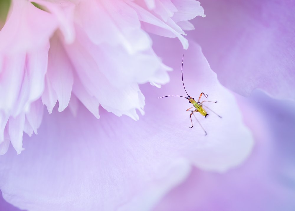 Vibrant Bug On Petal