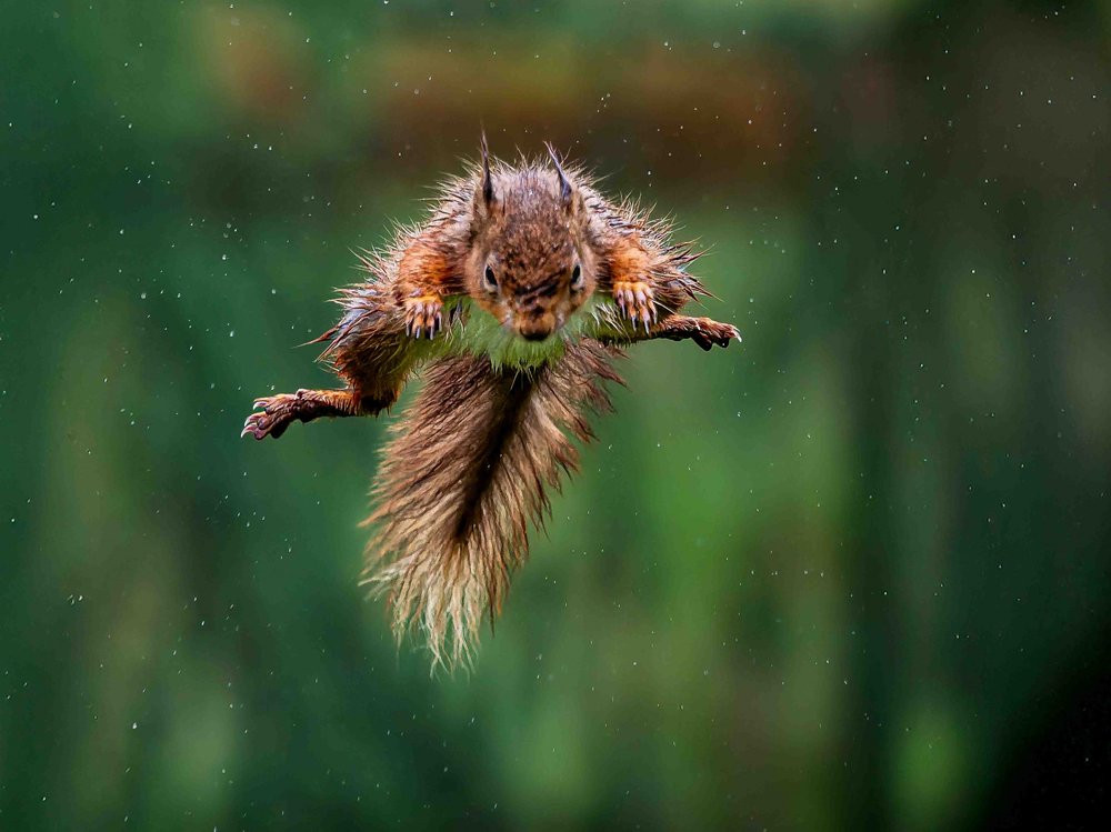 Red Squirrel jumping in the rain