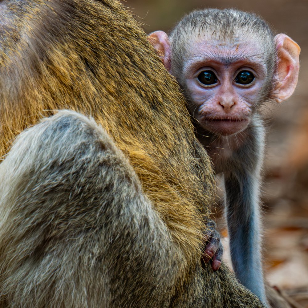 Curious Baby Monkey
