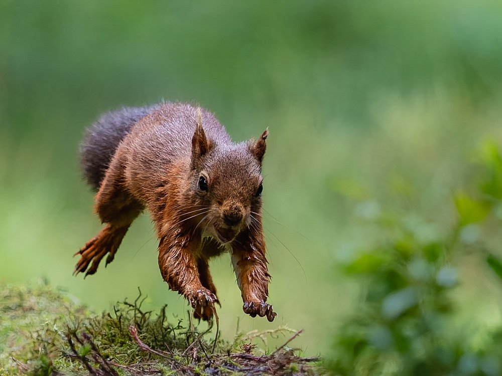Leaping Red Squirrel