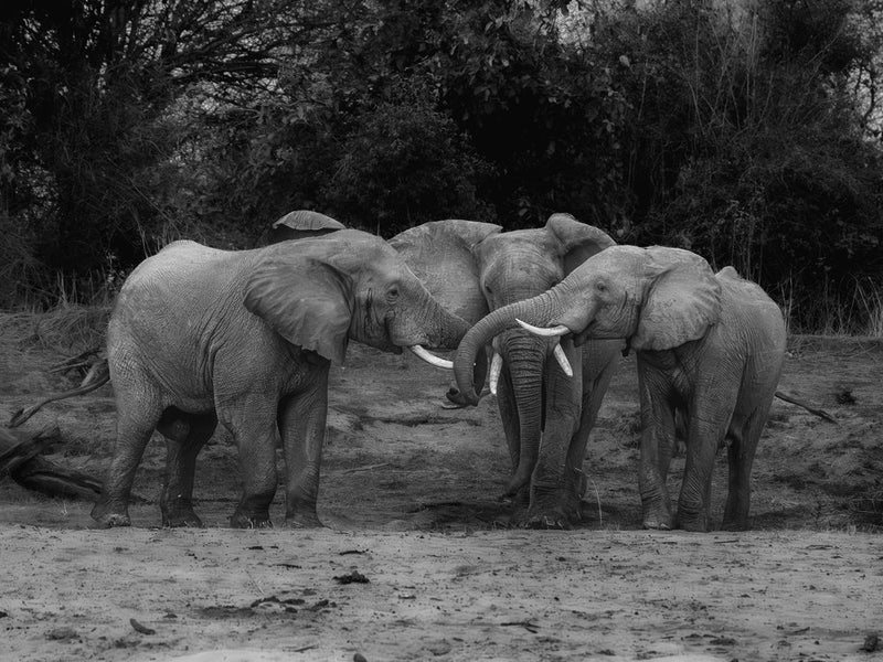 African Elephant Bond