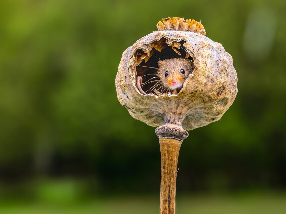 Tiny Mouse Poppy Home