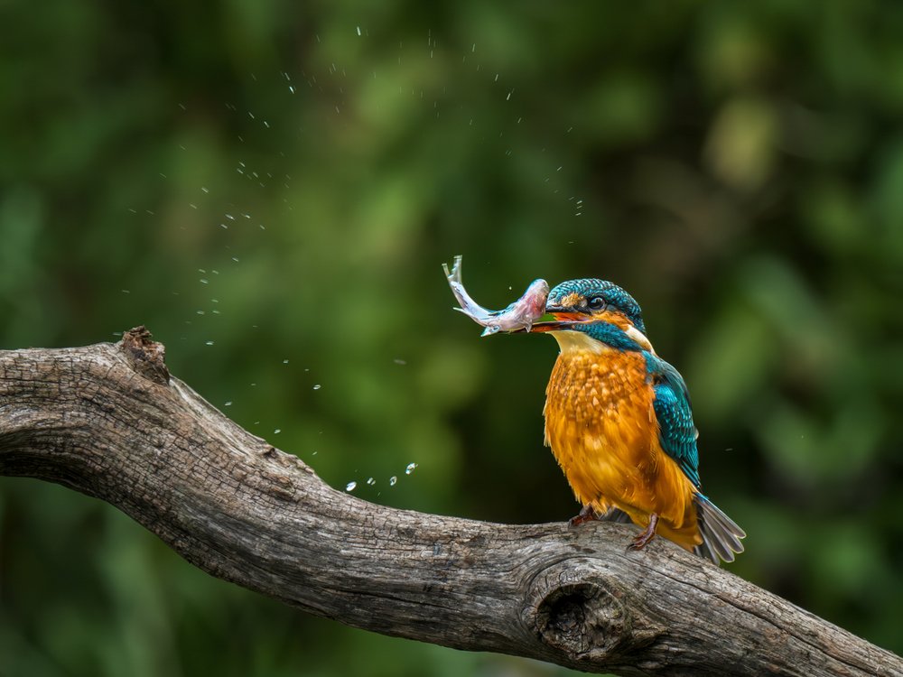 Kingfisher Fresh Catch