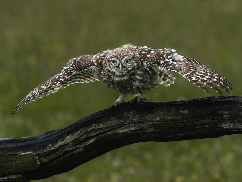 Owl Wings Outstretched