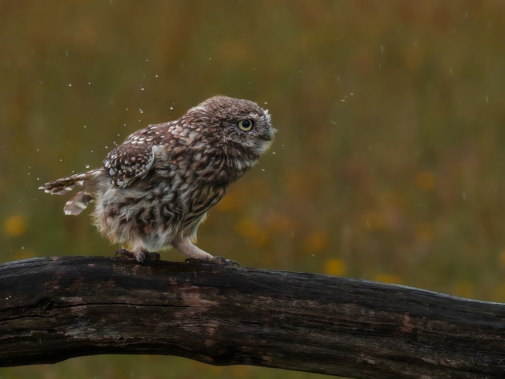 Little Owl Shakes Water