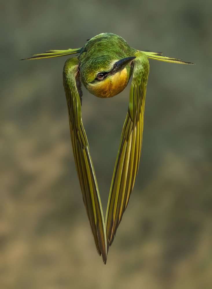 Diving Green Bee-eater