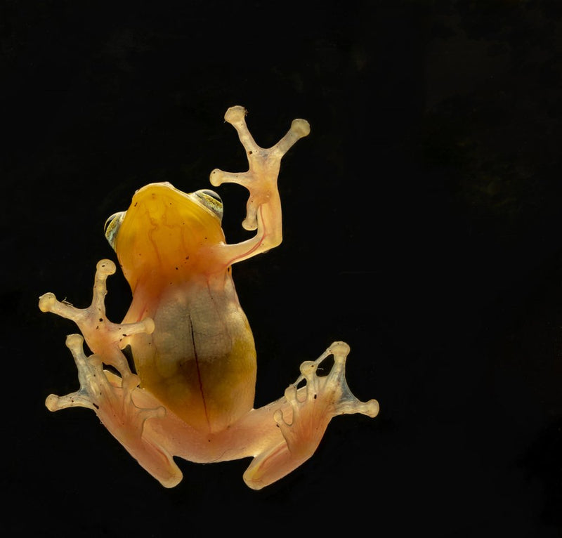 Glass Frog Underside