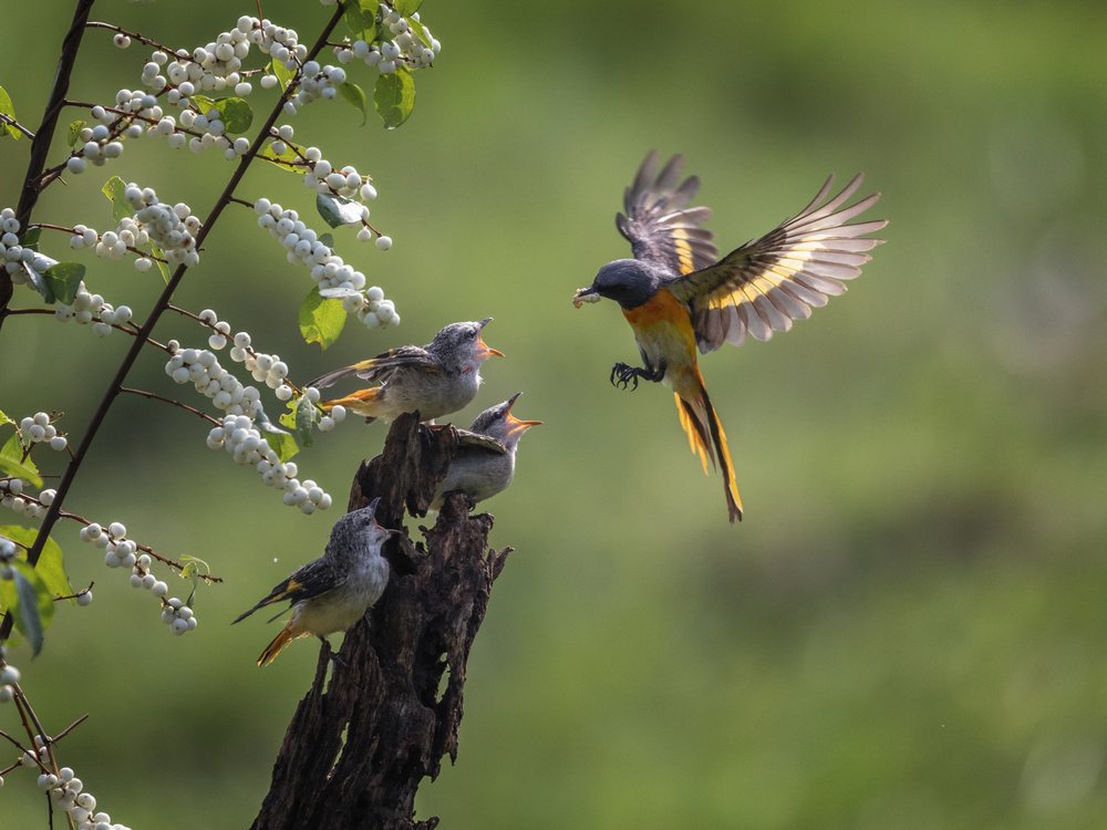 Wild Bird Feeding