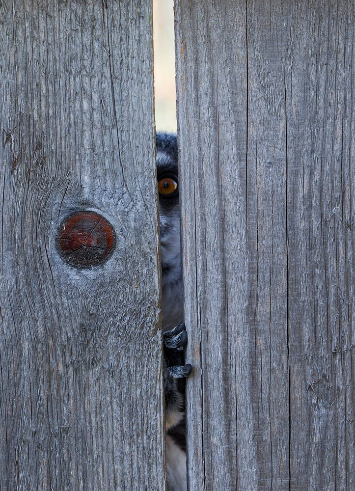 Curious Lemur Peeking