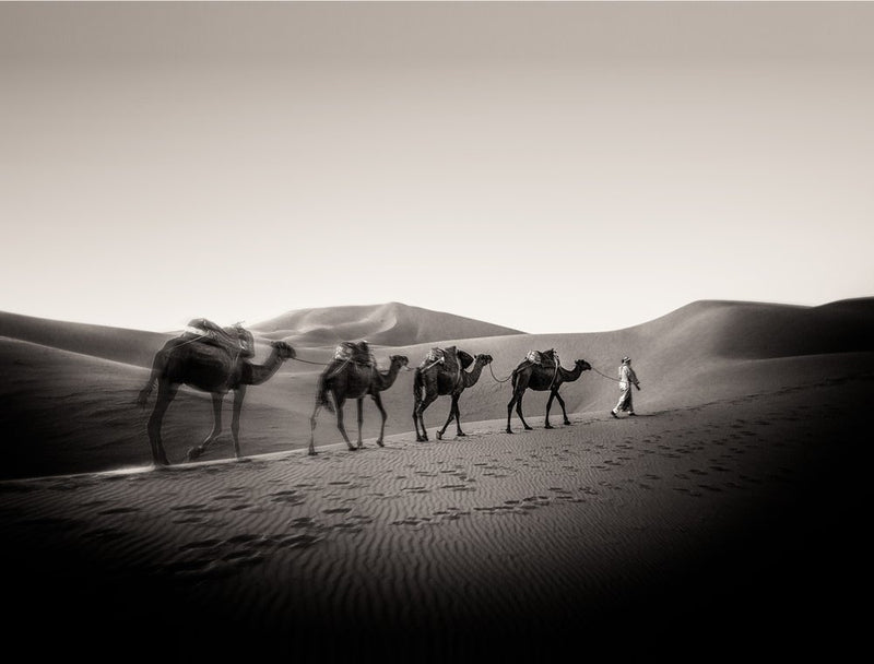 Desert Camel Caravan