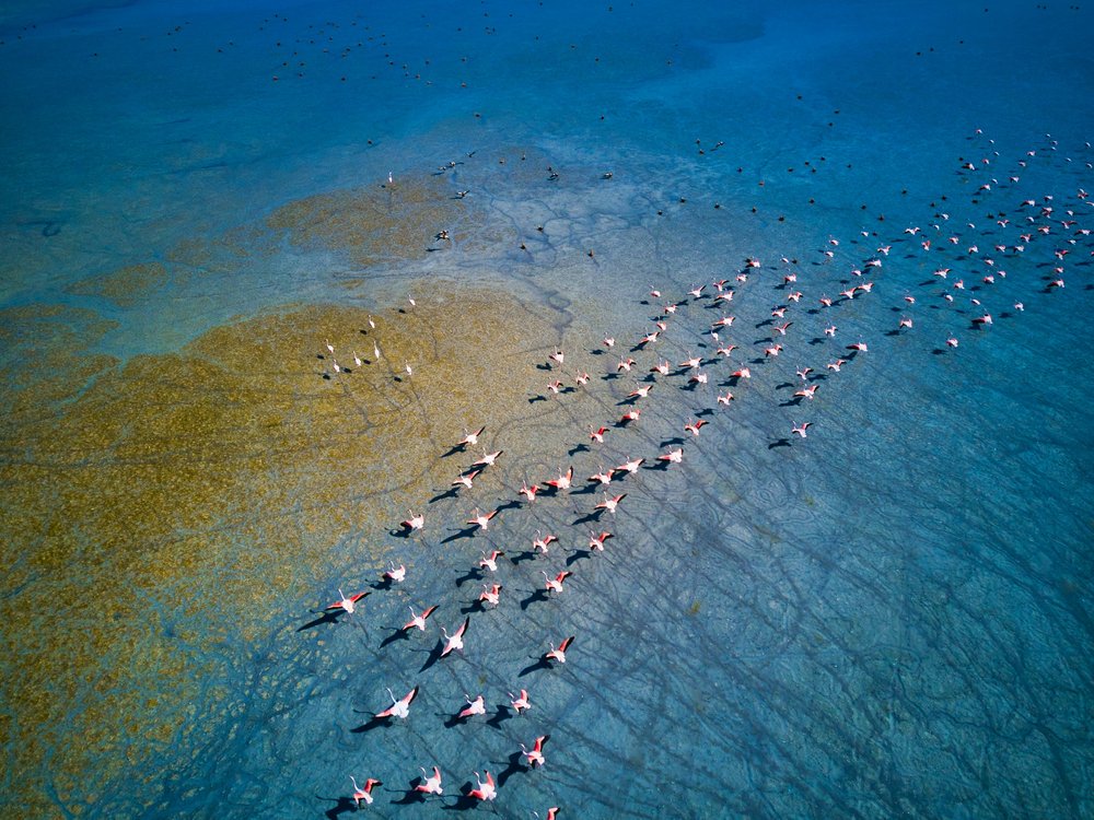 Flamingos Over Turquoise Water