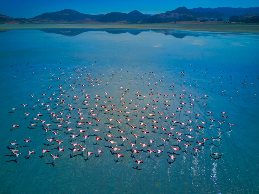 Pink Flamingos Blue Lake