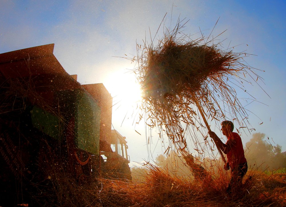 Golden Harvest Work
