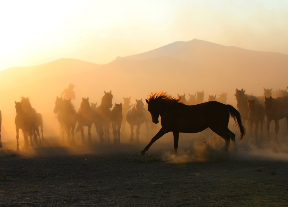 Wild Horses Galloping