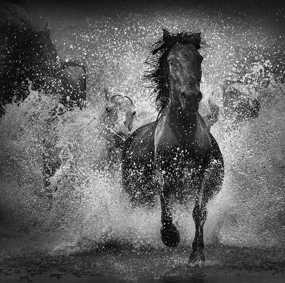 Wild Horse Gallop
