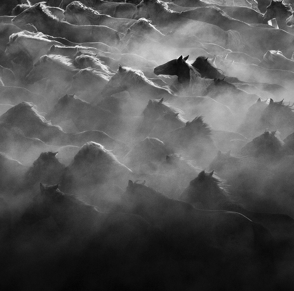 Powerful Wild Horses