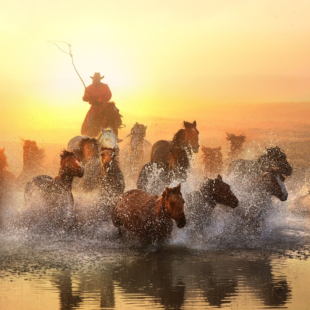 Running Horses Sunset