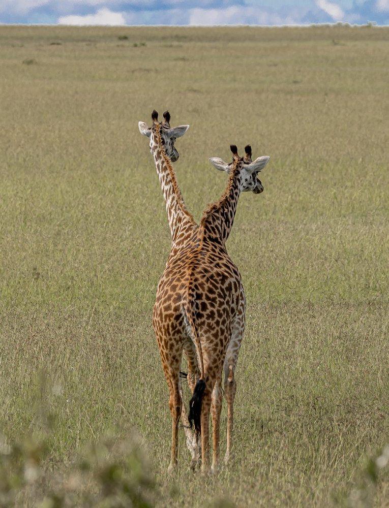 African Giraffes Together