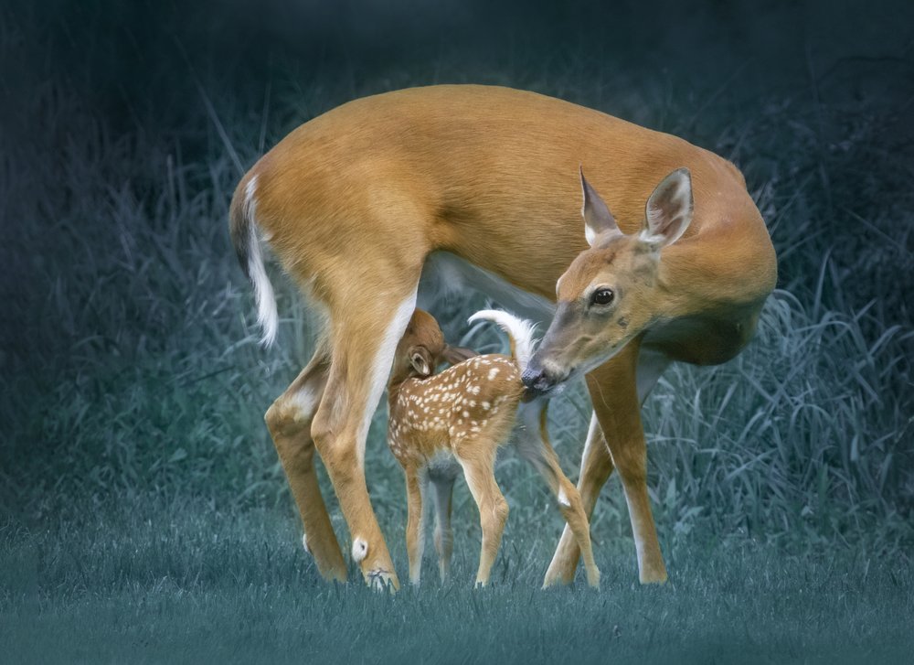 Gentle Deer Motherhood