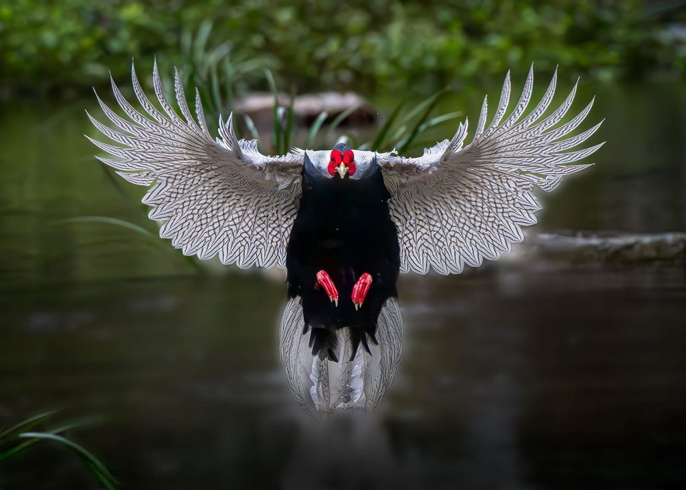 Silver Pheasant Flight