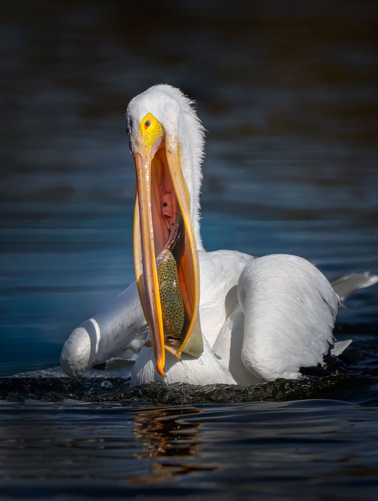 Pelican Catches Fish
