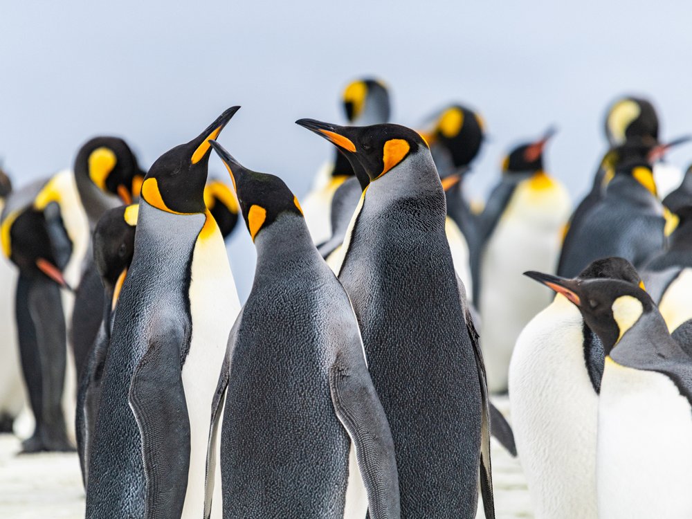 King Penguins