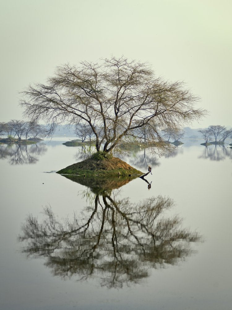 Solitary Island Tree