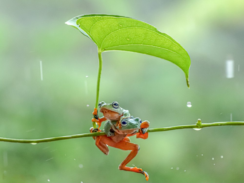 Frogs Under Leaf Umbrella