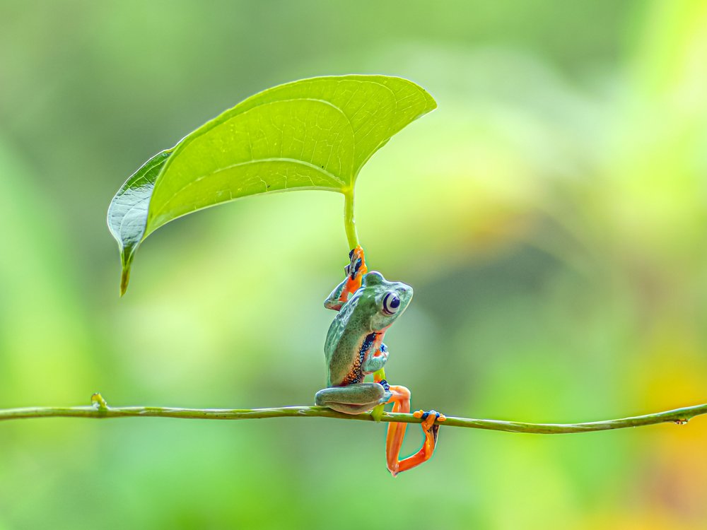 Frog With Leaf Umbrella