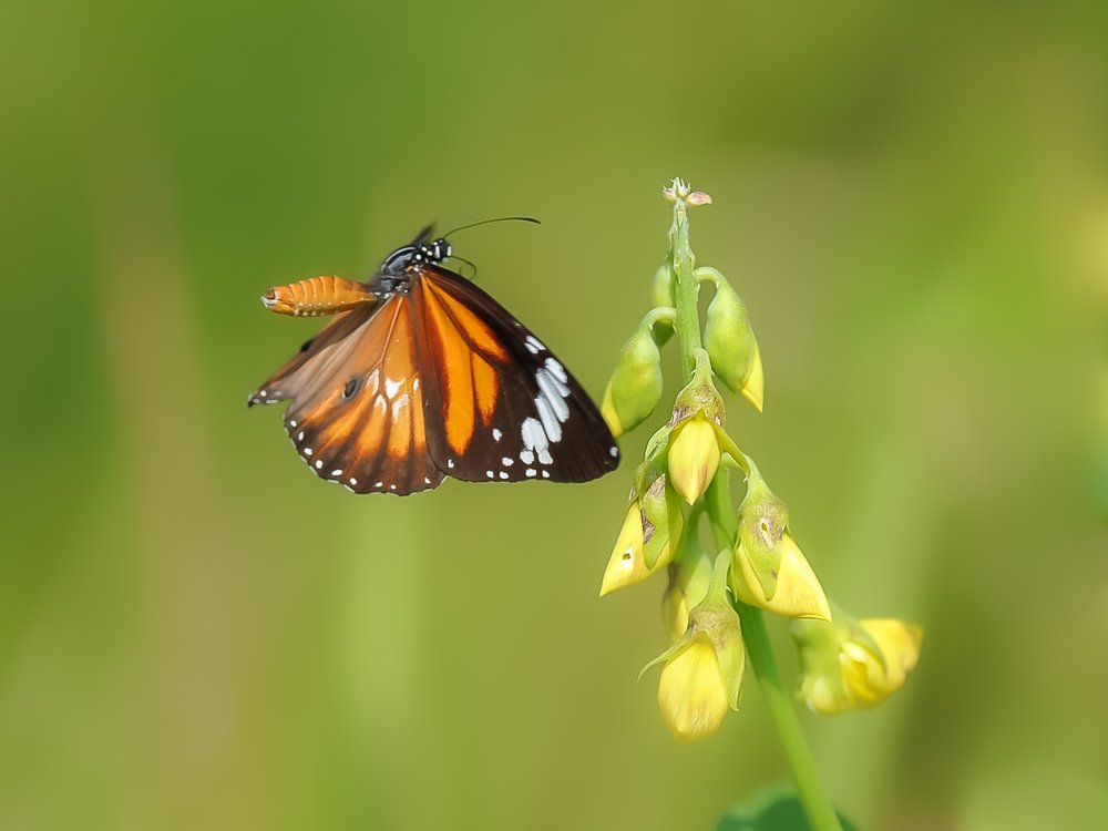 Orange Butterfly Nearing Bloom