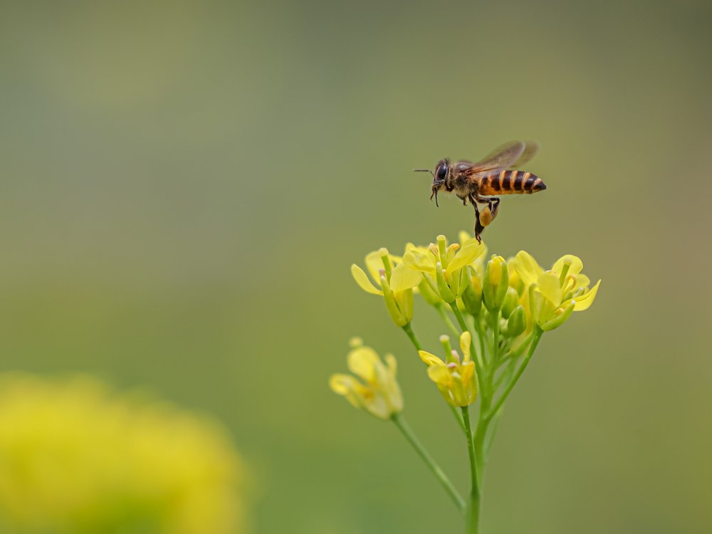 Flying Bee Yellow Blossom