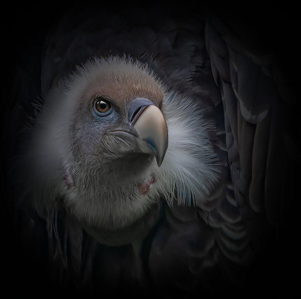 Intense Vulture Gaze
