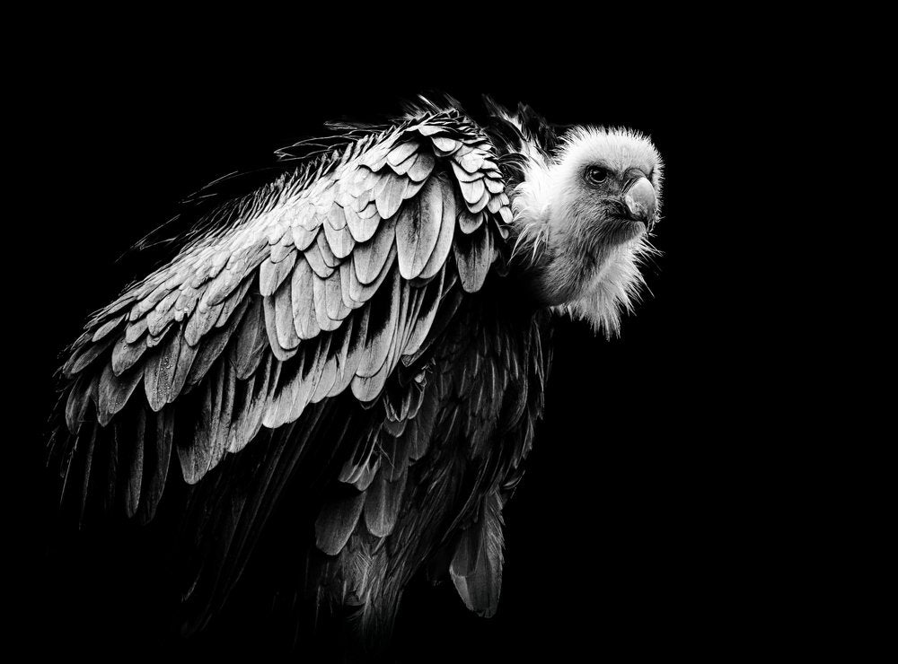 Intense Griffon Vulture