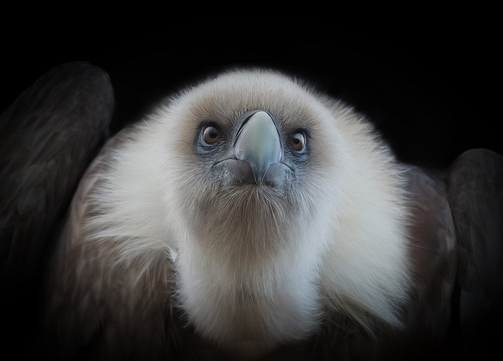 Vulture Gaze Dark