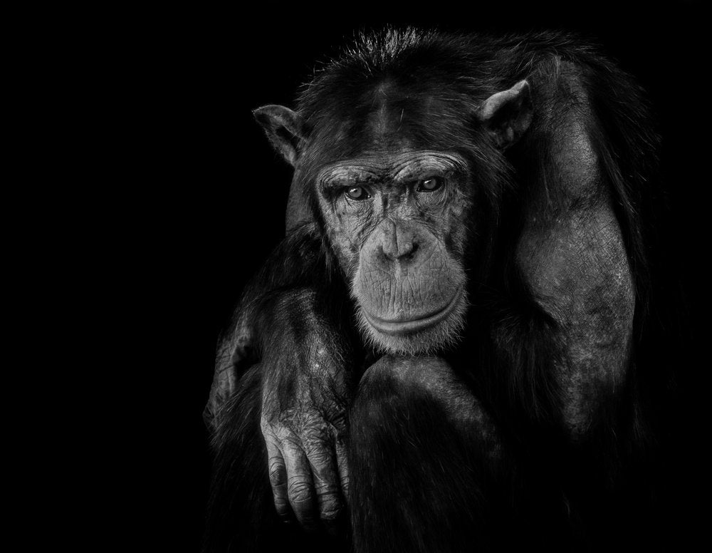 Pensive Chimpanzee Portrait