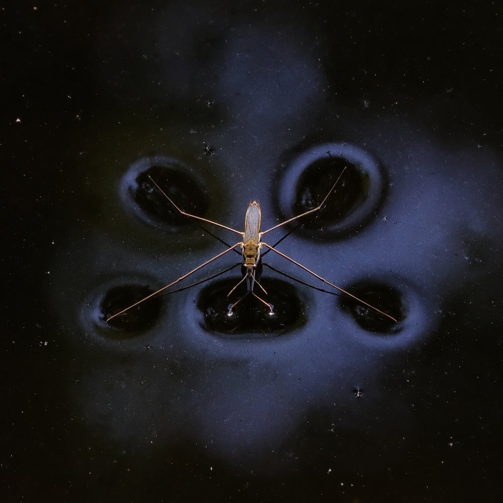 Water Strider Gliding