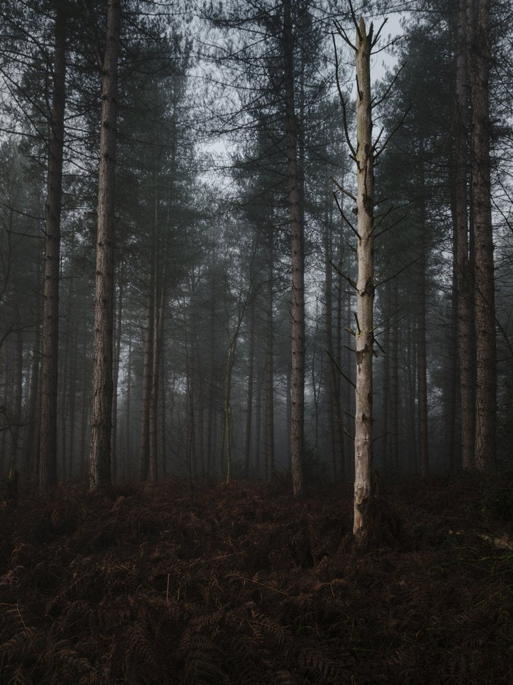Mysterious Foggy Woods