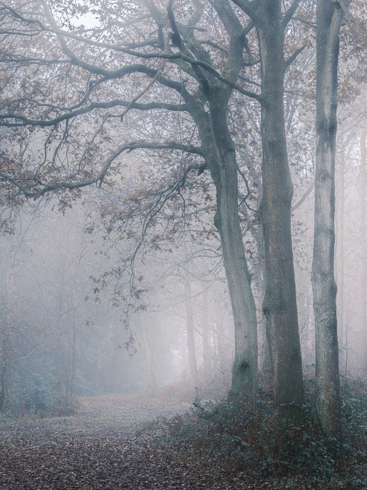 Misty Forest Path